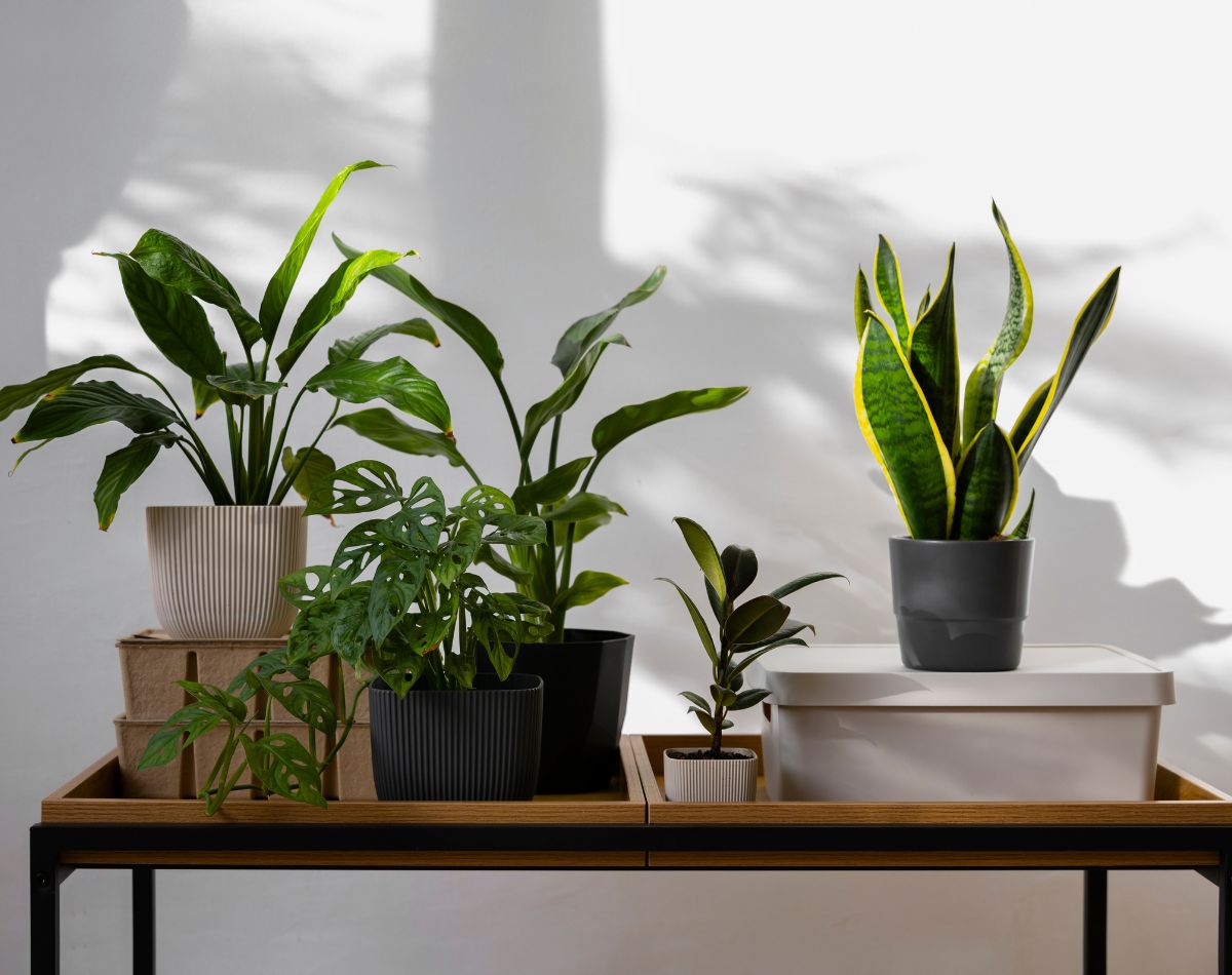 Green & Easy: 7 Best Indoor Plants for Effortless Care