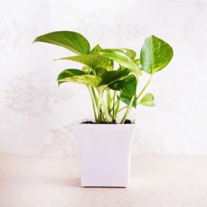 this image represents money Plant, the best indoor plant