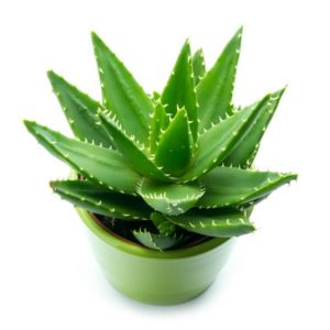 this image represents aloe vera, the best indoor plant