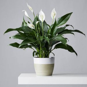 this image represents peace lily,best indoor plant