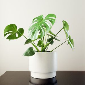 this image represent Monstera Deliciosa, the 7 best indoor plant