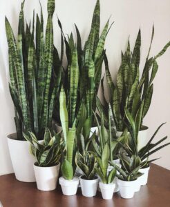 this image represents 7 best indoor plant-snake plant