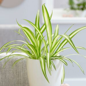 this image represents spider plant-7 best indoor plant