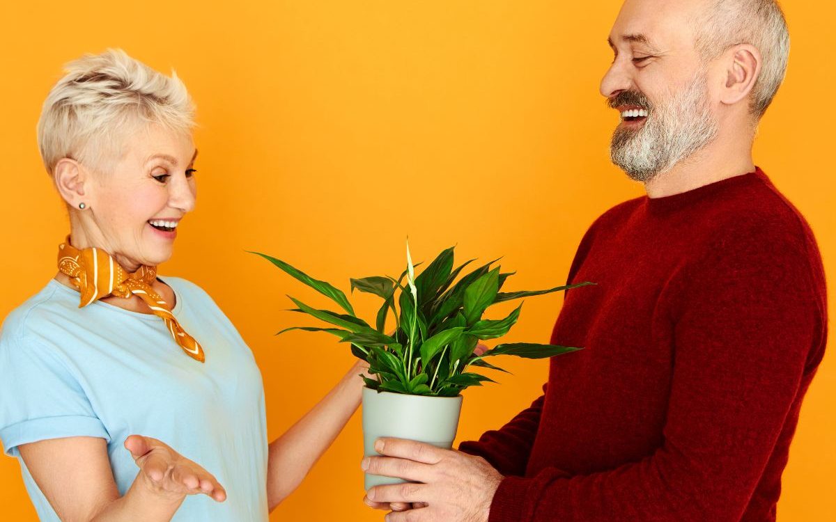 this image represents gifting Potted Plants Are the Ultimate Present
