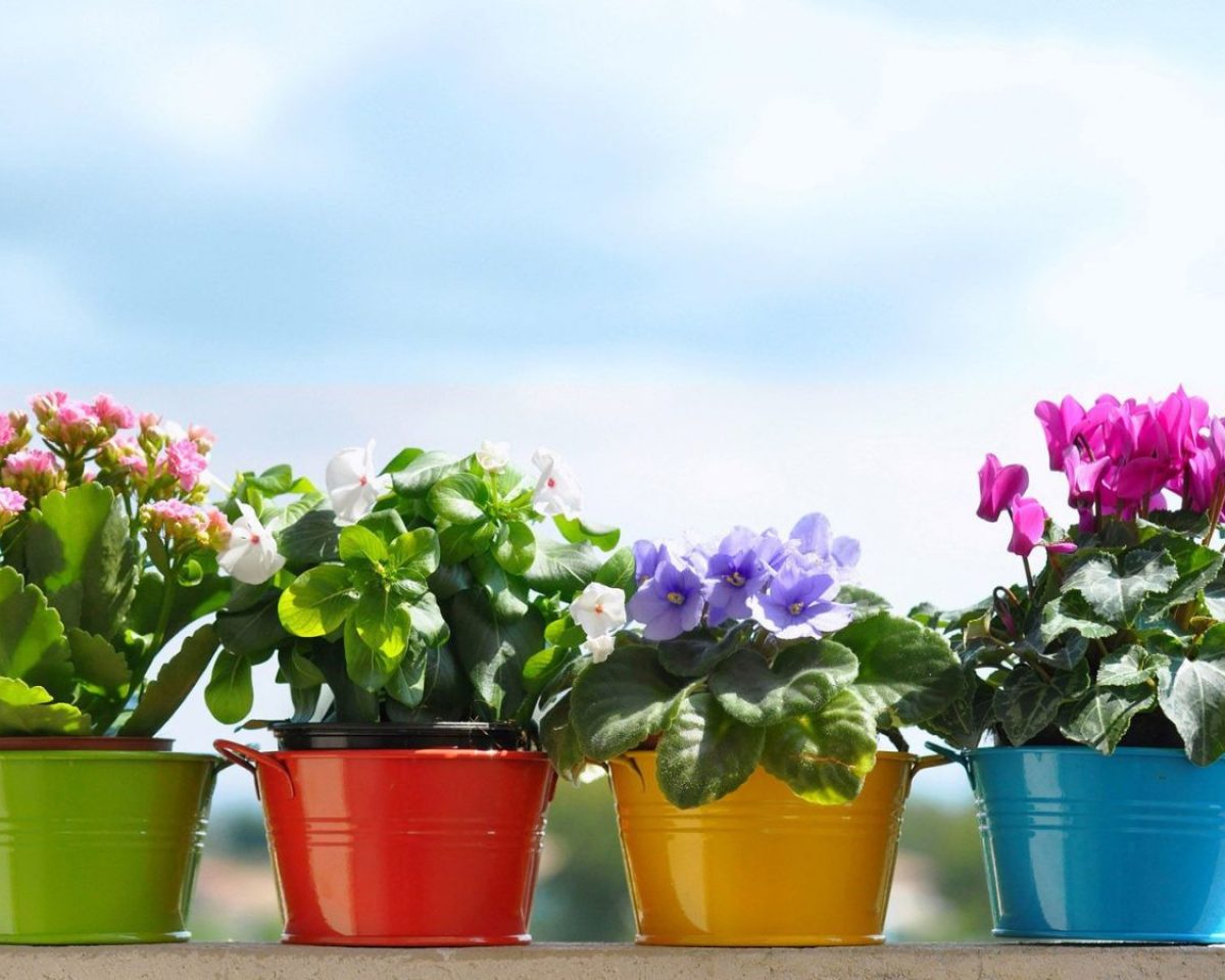 Potted Plants Are the Ultimate Present this image represents Potted Plants Are the Ultimate Present