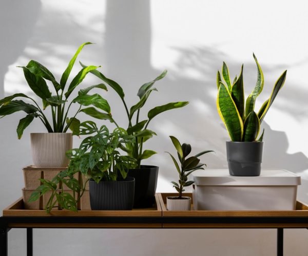 Green & Easy: 7 Best Indoor Plants for Effortless Care