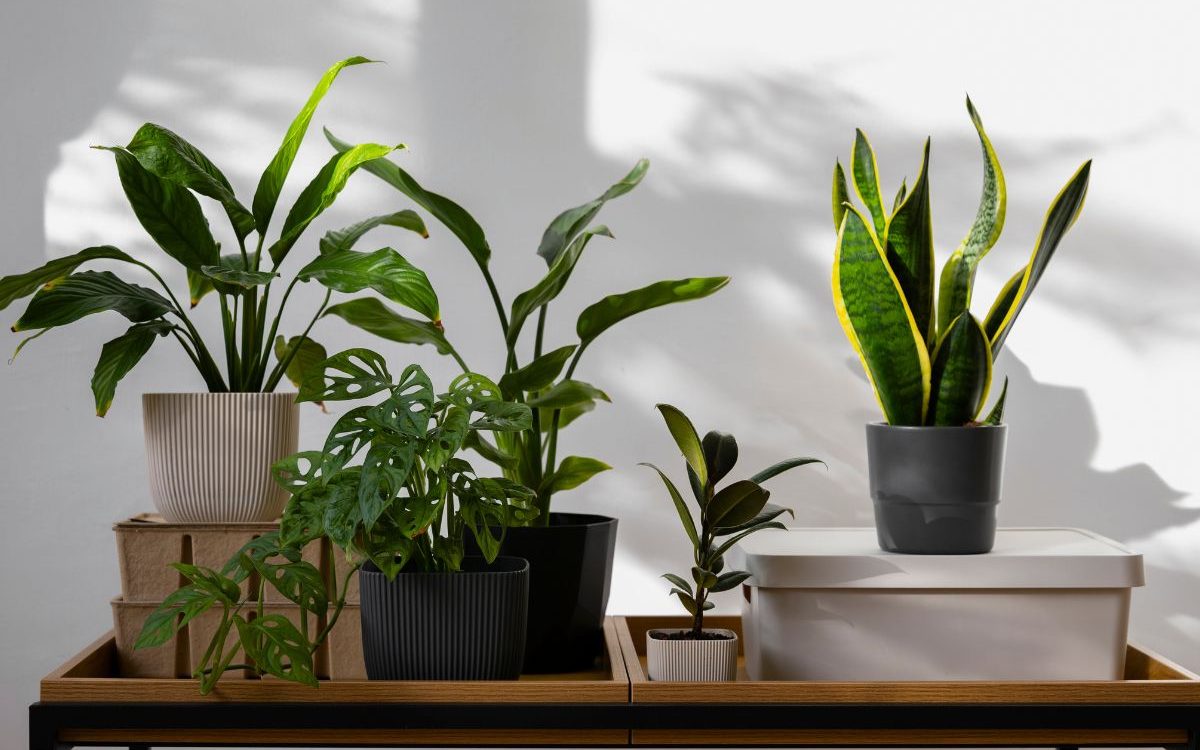 Green & Easy: 7 Best Indoor Plants for Effortless Care